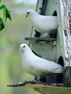 #حیوانات #پرنده_زیبا #کبوتر  ،#تصویر_پشت_صفحه  ،