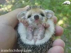 بچه جوجه تیغی