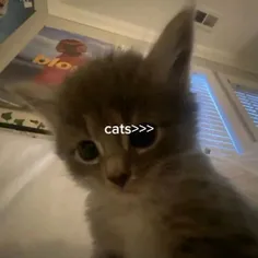 گربه میخوام🥲🤌🏻