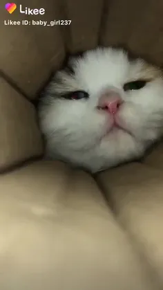 ببینید چـی اوردممم🐈💗