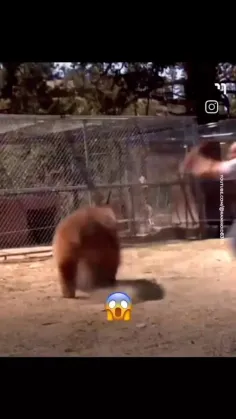 حمله ناگهانی خرس 
