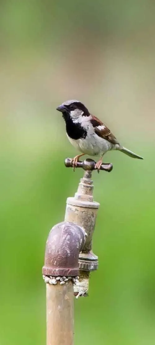 پرنده ها و زیبایی طبیعت
 عشقم شادی 😘