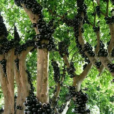درختی که تنه‌اش میوه میدهد در برزیل.