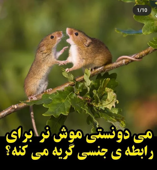 این که چیزی نیست، اینجا بعضیا خودشونو میکشن برا رابطه جنس