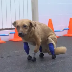 سگ روسی با پنجه‌های مصنوعی دوباره راه رفتن می‌آموزد
