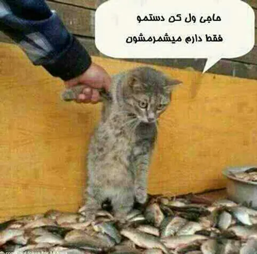 ولش کن.... ولش کن