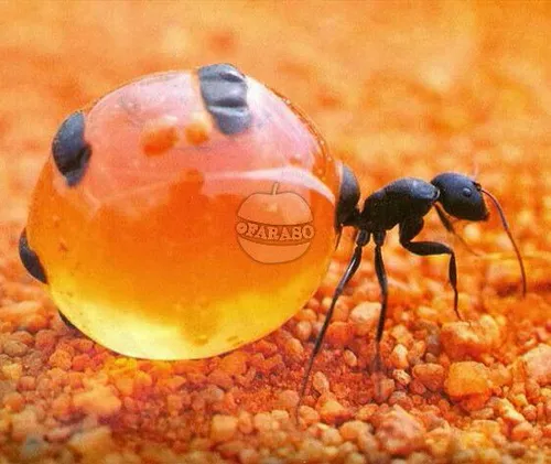 تصویری از مورچه عسل .