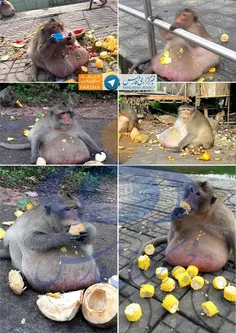 #چاق‌ترین میمون جهان در حیات‌وحش بانکوک تایلند به کمپ لاغ