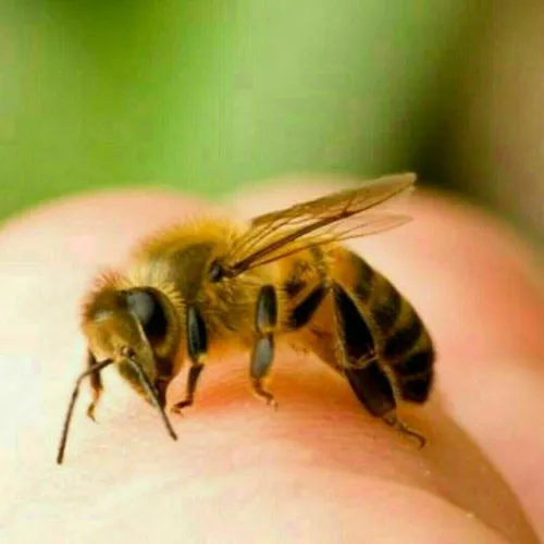 زنبور از بوی عرق بدش می آید و به کسی که بدنش بو دهد یا عط