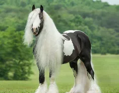 اسب Gypsy که در انگلستان و ایرلند یافت می شود. این اسب بد