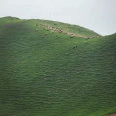 A flock of sheep grazing on large areas of upland pasture