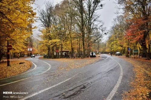 🌳🌲 تصاویر پارک جنگلی گلستان