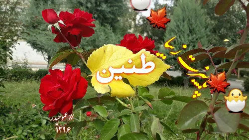 طنین