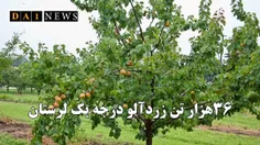 لرستان سالانه ۳۶ هزار تن زردآلوی با کیفیت روانه بازار می‌