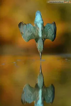 مک فادین برای عکاسی از نوعی پرنده به نام "ماهی خورک" ۷۲۰ه