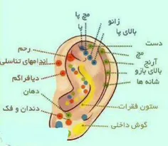 درمان درد اعضای بدن با ماساژ این نقاط از #گوش