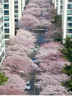 تصویری زیبا از شکوفه‌های گیلاس در خیابانی در شهر بندری #ب