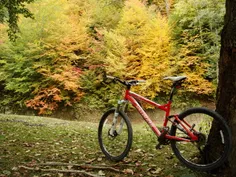 من و دوچرخم تو جنگل یهویی
