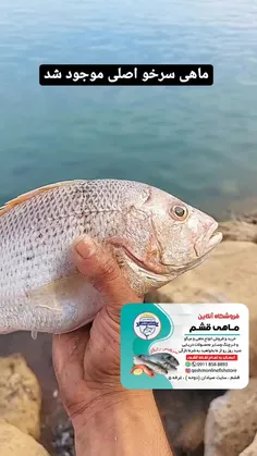 ماهی سرخو دم طلا اصلی