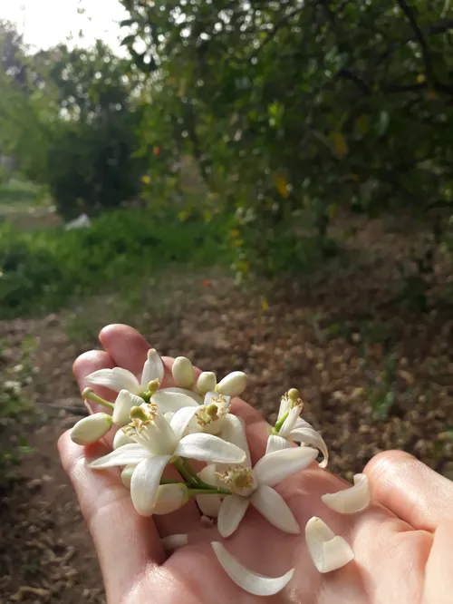 بهار زیباا🌱🌸