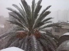 برف امسال شیراز