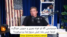 🎥 اگه داخل خونه «سگ یا گربه» دارید، احتمالا عاقبت وحشتناک