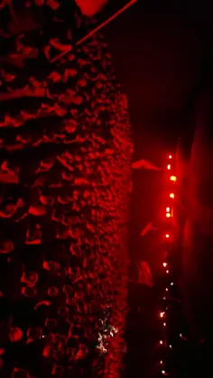 من شدم عاشق عاشق