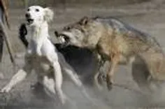 در دنیای گرگ ها فقط مرگ راه توبه هست
