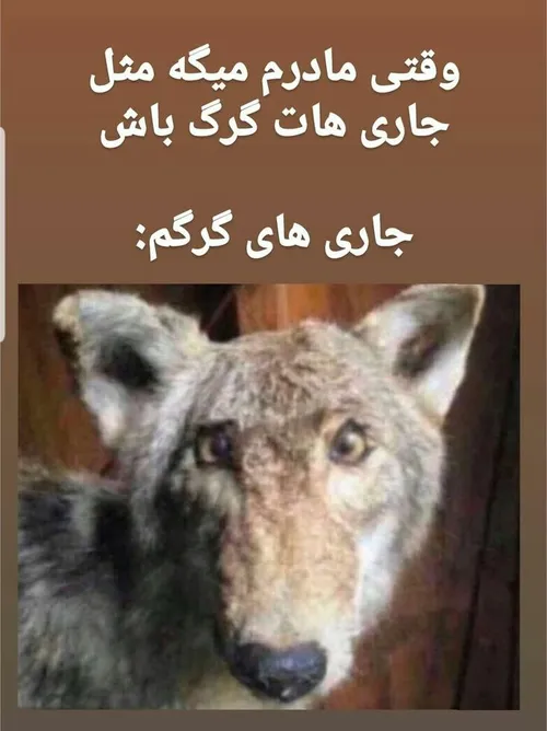 این داستان هم عروس جاری گرگ صفت😂