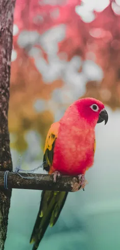 #Bird