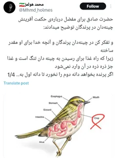 توصیف زیبا و دقیق امام صادق علیه‌السلام از چینه دان پرندگان ۱۴۰۰ سال پیش