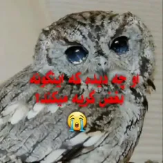 حزن واندوه جغد