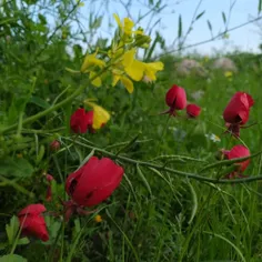 من در غم تو. تو در هوای دیگری 
من دست تو را می بوسم  تو پای دگری