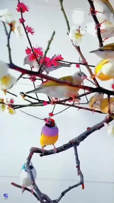 فنچ گولدین (Gouldian finch) یا فنچ رنگین کمانی، پرنده رنگ