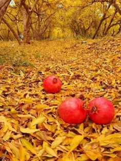 شیرینی لبخند انار من و توست