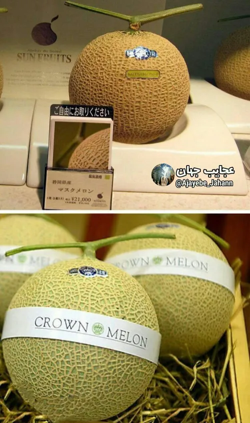 گران قیمت ترین میوه جهان طالبی یوباری از کشور ژاپن که ارز