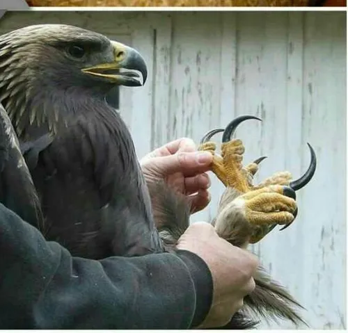 عقاب هارپی نوعی عقاب است که نیرومندترین و بزرگترین پرندهٔ