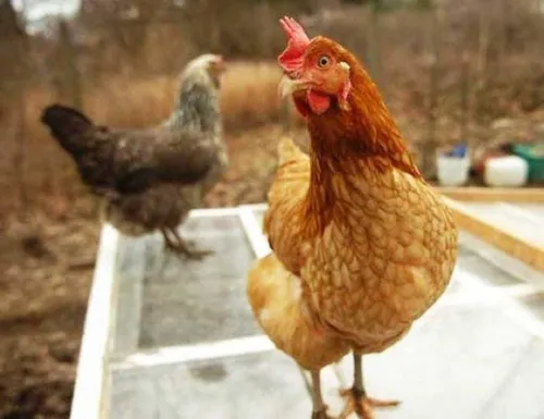 " ژیگو " یک مرغ است که بیش از 40 میلیارد تومن قیمت دارد !