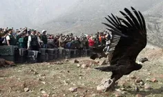 رهاسازی بزرگترین پرنده شکاری..شیلی..