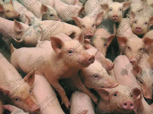 50 درصد خوک های دنیا در چین زندگی می کنند.