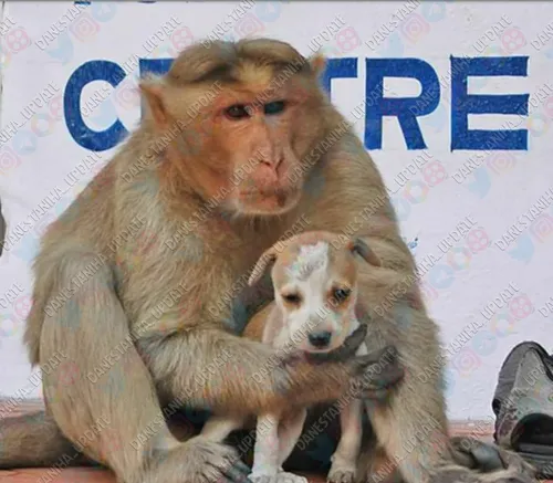 میمونی که مادر توله سگ شد
