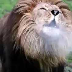 🔥غرش شیر 👌Lion