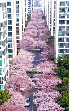 شکوفه های گیلاس در دو طرف خیابانی در شهر بندری بوسان در ک