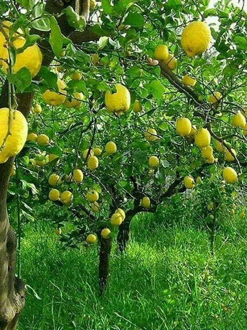 خوراکی میوه ها لیمو ترش ،