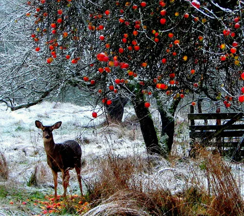 برف زمستان winter snow ice یخ آهو میوه درخت غزال