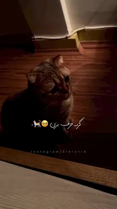 گربههه🐈