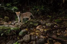 پلنگچه از گربه سان های وحشی و بومی آمریکای مرکزی ست. تصوی