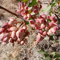 کم کم وقت برداشت پستها هست خدایا شکرت بابت این همه نعمتها