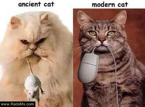 فرق گربه های قدیم و گربه های جدید