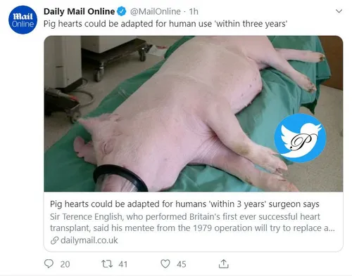 📡 پیوند قلب خوک به انسان تا 3 سال آینده